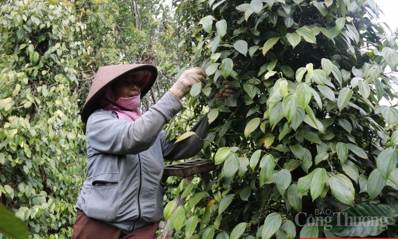 Dự báo giá tiêu ngày 15/8/2024: Tăng mạnh trở lại