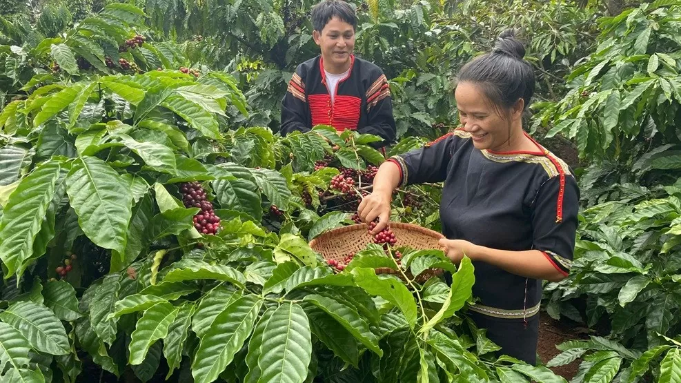 Dự báo giá cà phê ngày mai 8/12/2024: Các chuyên gia nhận định giá cà phê sẽ tăng mạnh