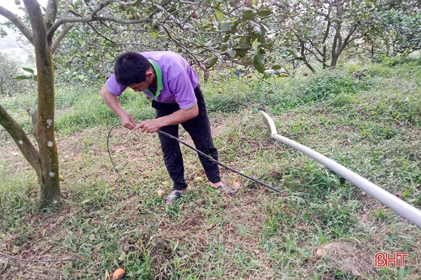 Can Loc farmers take care of oranges and grapefruits during flowering period