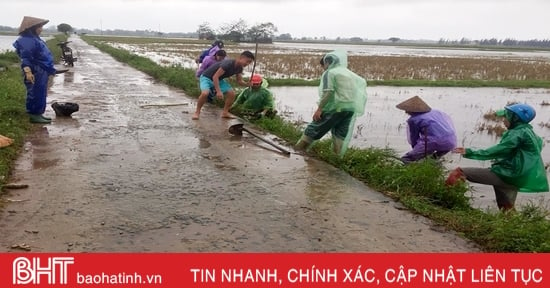 អ្នកស្រុក Can Loc និង Hong Linh រួមកម្លាំងគ្នាសម្លាប់សត្វកណ្តុរ