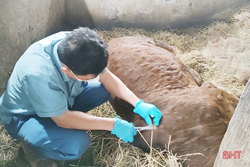 Lumpy-Skin-Krankheit tritt bei Rindern in Nghi Xuan auf