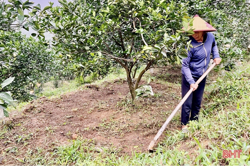 Comenzando un nuevo cultivo de naranjas en el jardín de la colina de Vu Quang