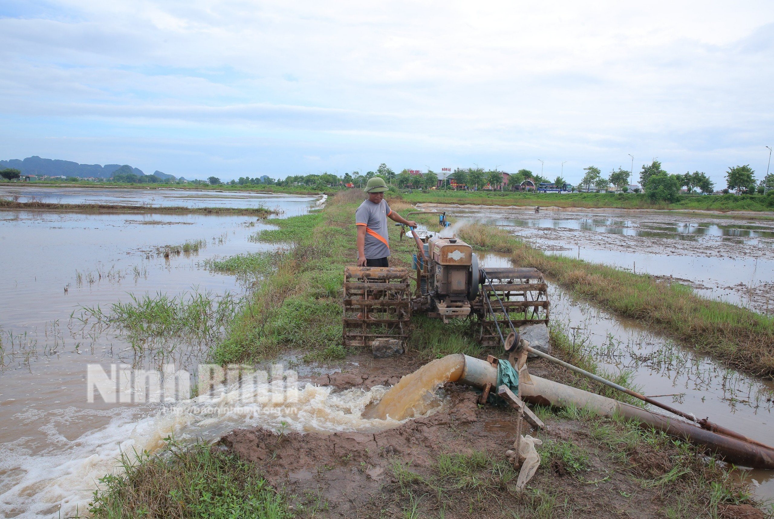 Khẩn trương khắc phục diện tích lúa bị thiệt hại do mưa úng