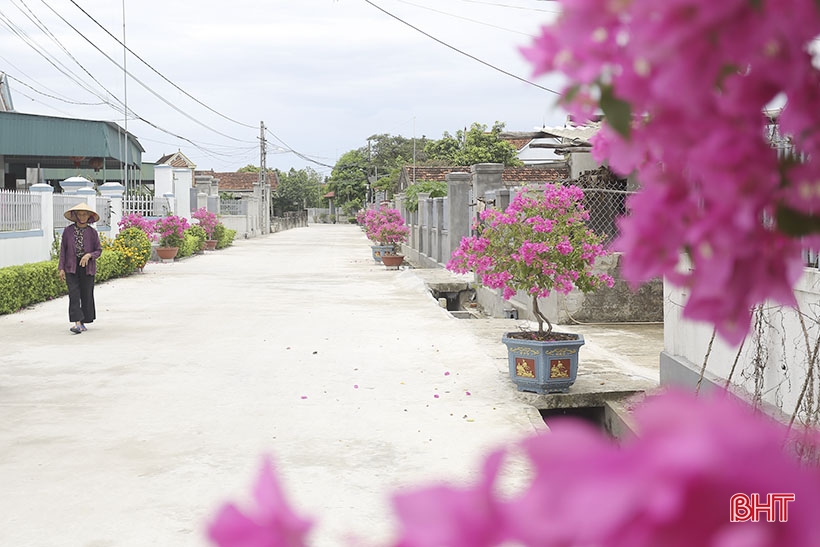 Lila Bougainvillea-Blüten blühen in der neuen ländlichen Gegend von Can Loc