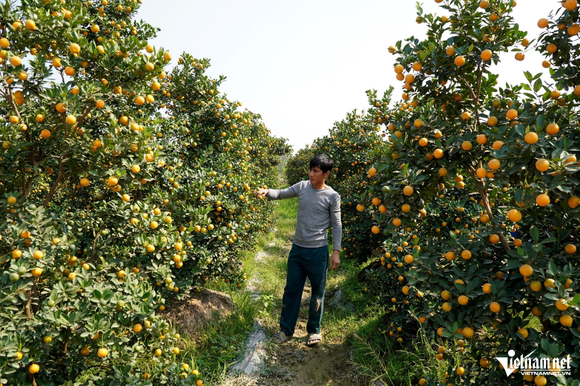 W-image 1 ពាណិជ្ជករបញ្ជាទិញ kumquat early.JPG.jpg