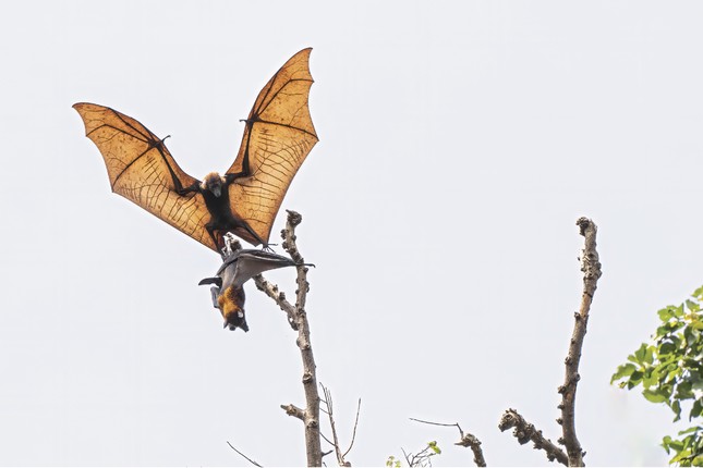 La belleza de la naturaleza a través de la exposición fotográfica de aves y animales salvajes vietnamitas 2024 foto 9