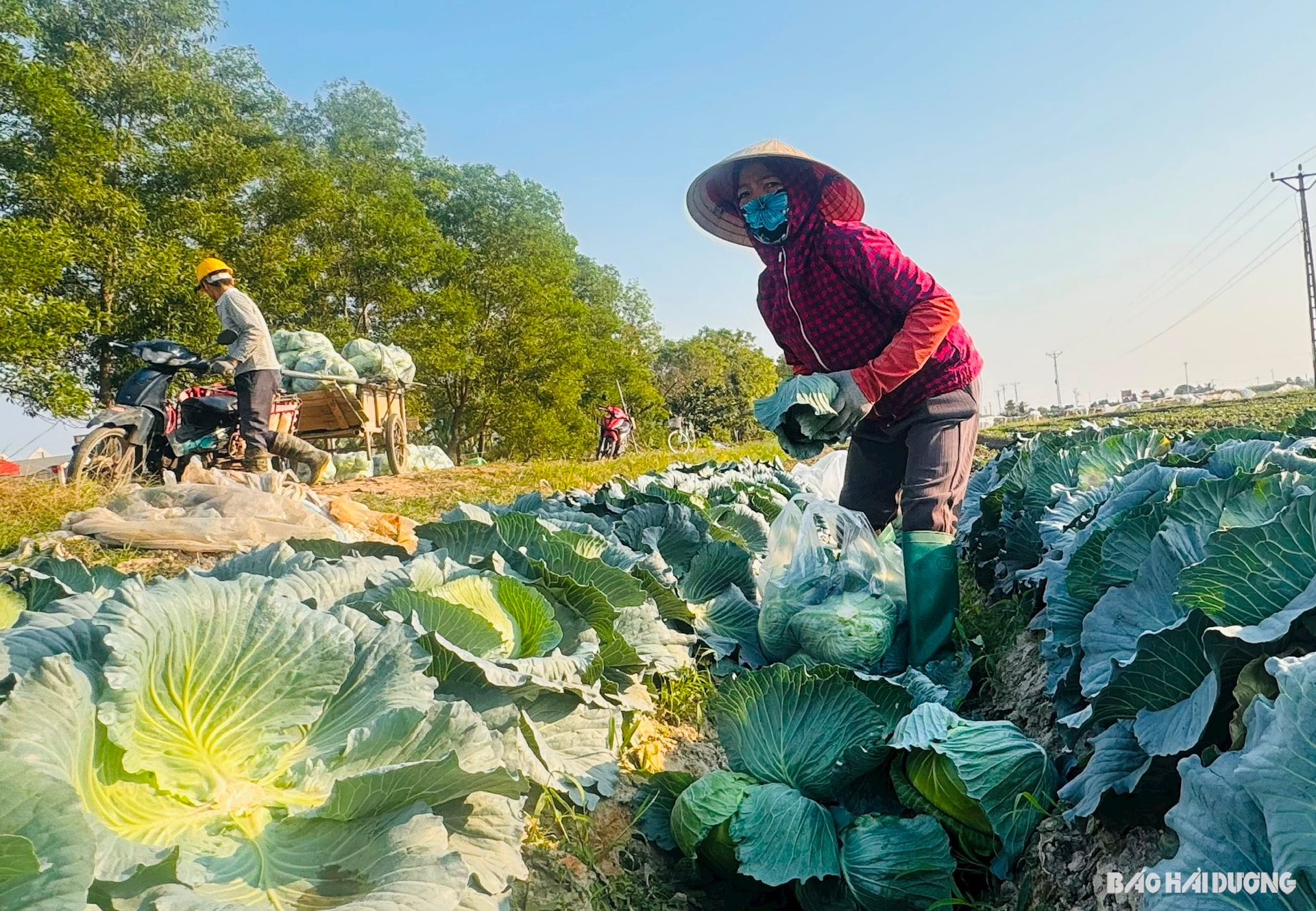 agriculture