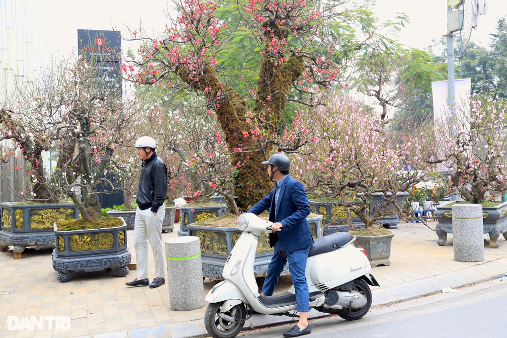 Gốc đào khổng lồ, cao 4m từ Mộc Châu xuống Hà Nội, chủ cho thuê không bán - 1