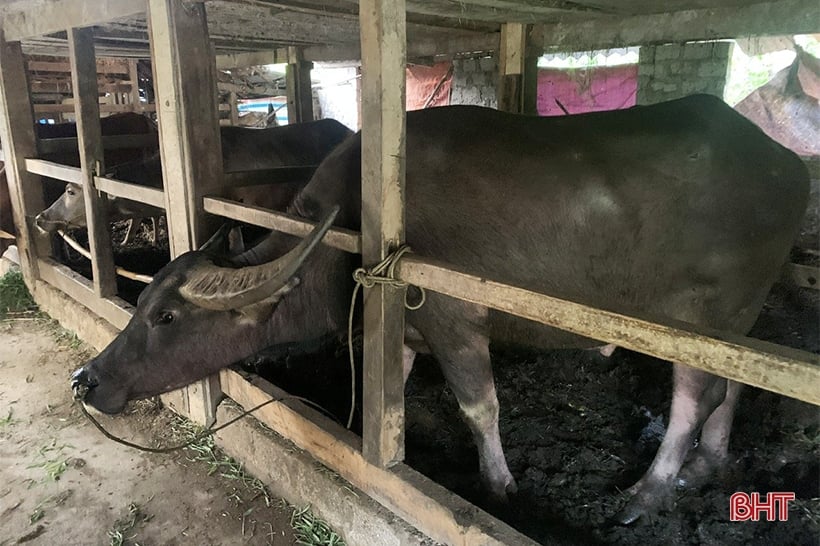 People in the mountainous area of ​​Vu Quang worry about keeping their livestock warm.