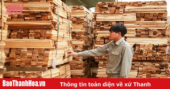 Hiệu quả từ trồng rừng theo tiêu chuẩn quốc tế FSC