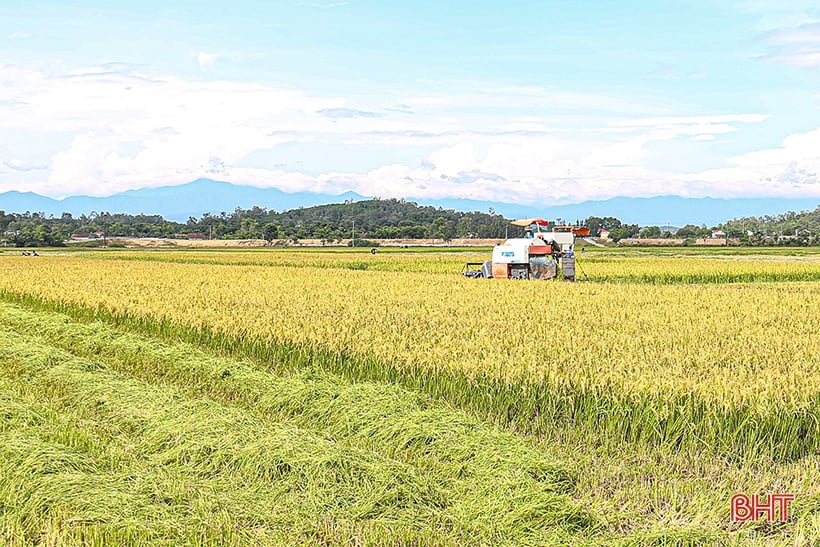 Nông dân Hà Tĩnh thu hoạch sớm lúa hè thu