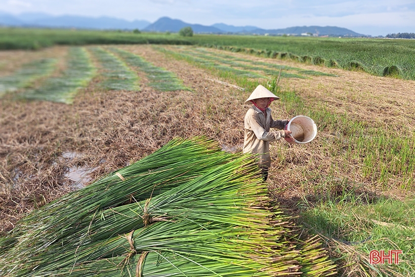 Vụ cói kém vui của người dân “ốc đảo Hồng Lam