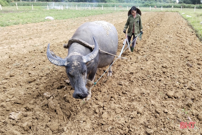 Los agricultores de Ha Tinh recuperan rápidamente la producción de cultivos de invierno