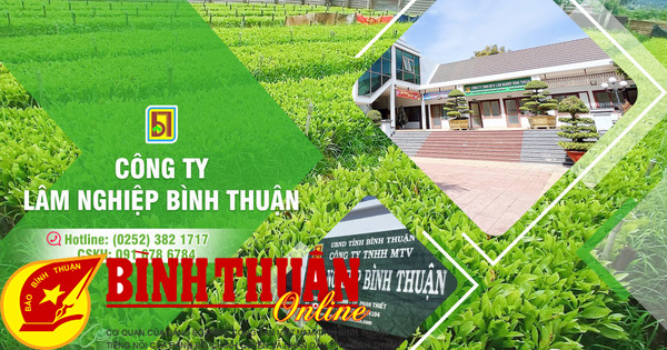 "Leading bird" of Binh Thuan Forestry industry