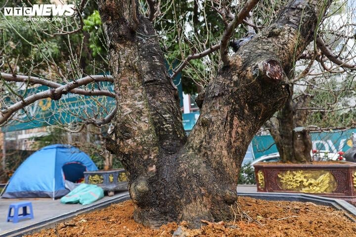 Les anciens pêchers forestiers de Son La rivalisent pour montrer leurs formes à Hanoi, au prix de centaines de millions de VND/arbre - 4