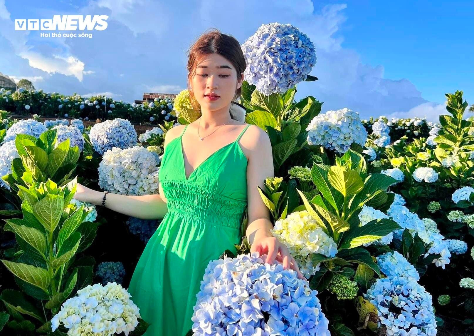 Fascinado por el campo de hortensias de 3.000 m2 en Da Lat, tan hermoso como un cuento de hadas - 9