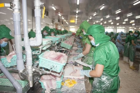 L’industrie du poisson pangasius est la principale industrie de la région du delta du Mékong.