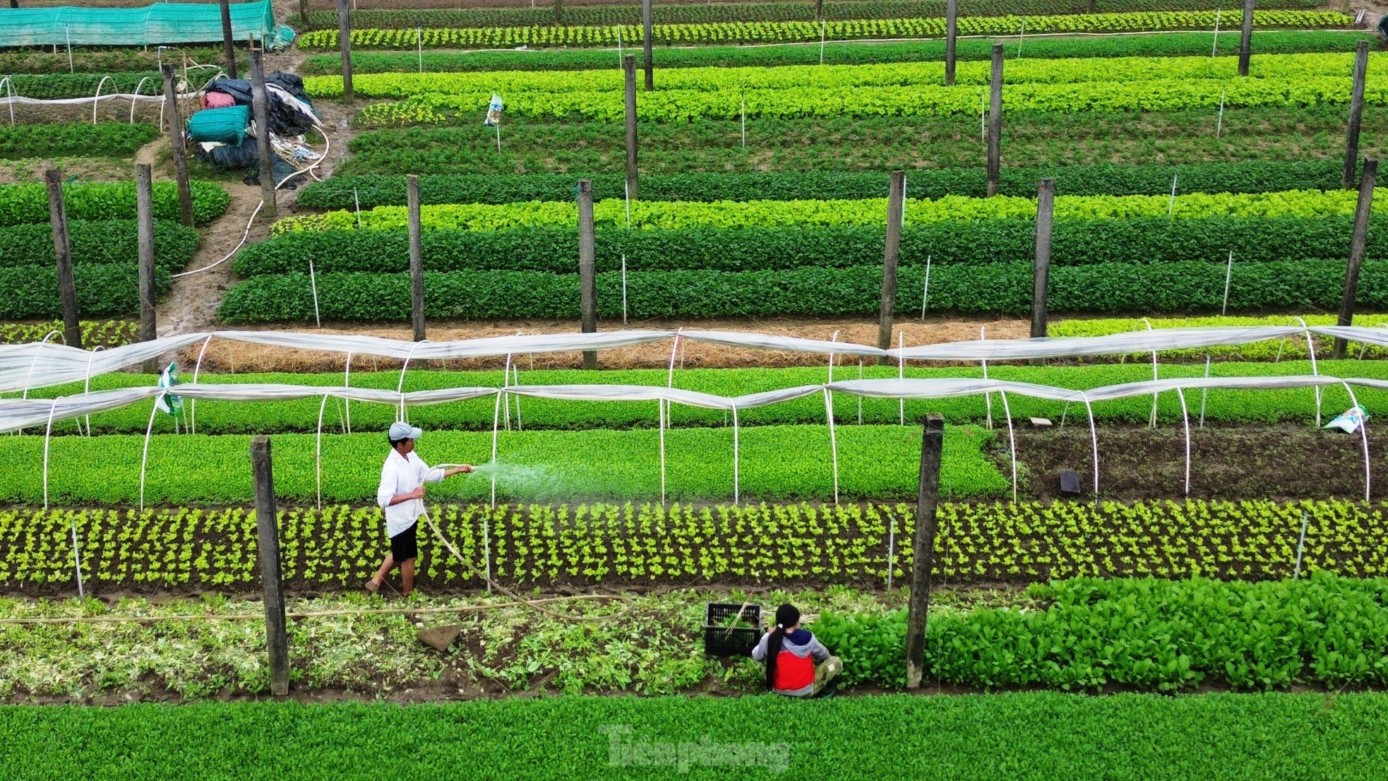 Bay trên những cánh đồng rau xanh mướt ảnh 10