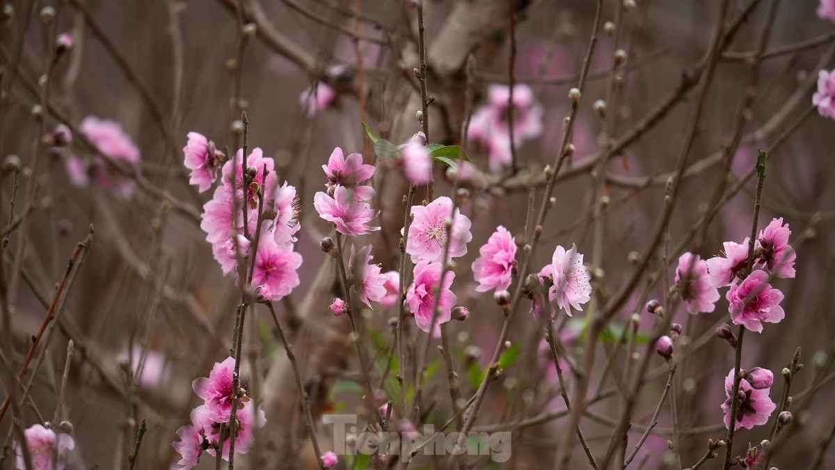 Hanoi: Nhat Tan peach blossoms increase in price sharply, even with millions of dong, it is still difficult to buy photo 10