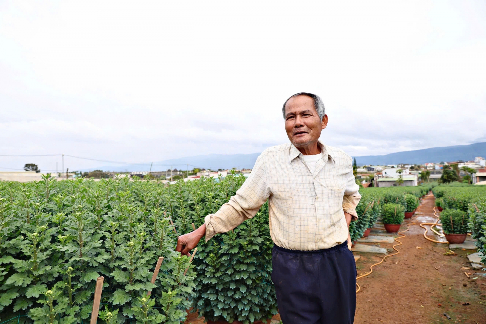 El viejo agricultor Pham Van Tuan está feliz porque este año el clima es favorable, las flores son hermosas y los comerciantes han hecho depósitos anticipados.