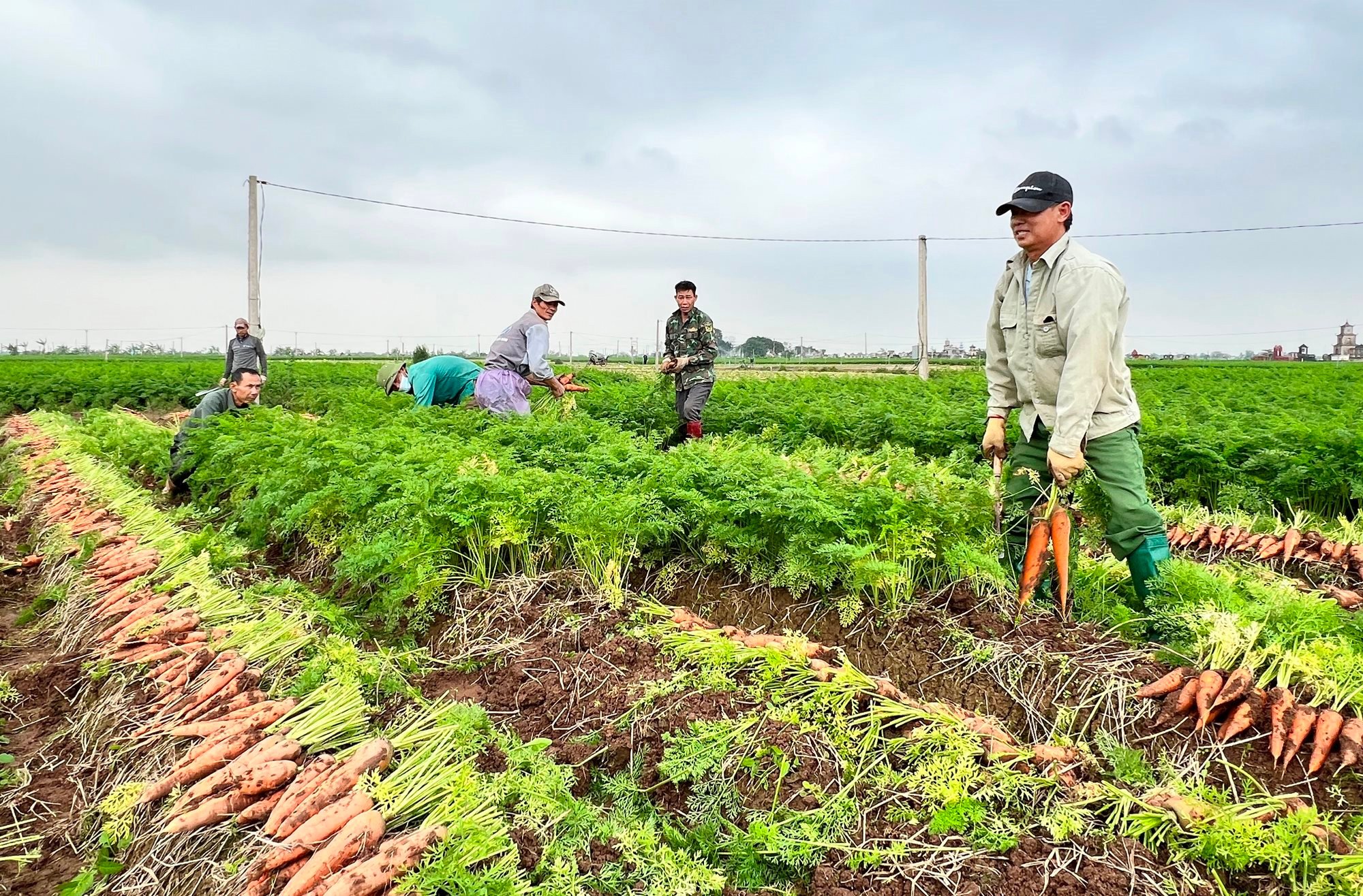 Carottes précoces Cam Van à haut rendement