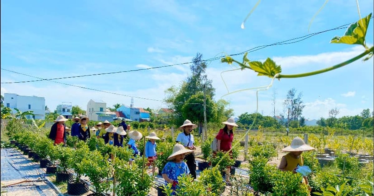 Trải nghiệm trồng quật đất Cẩm Hà