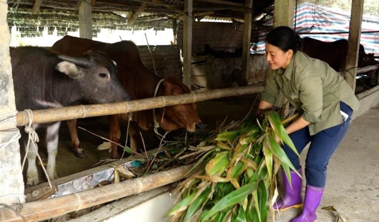 Chủ động các biện pháp ứng phó với rét