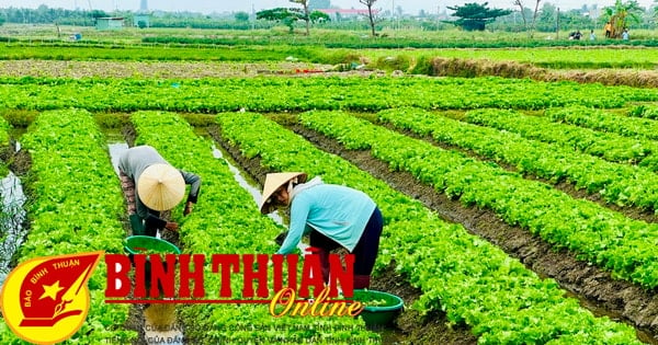 Los agricultores de Phu Long obtienen precios de verduras muy demandadas