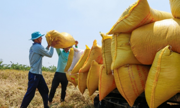 Los precios de exportación del arroz caen a su nivel más bajo en cuatro años