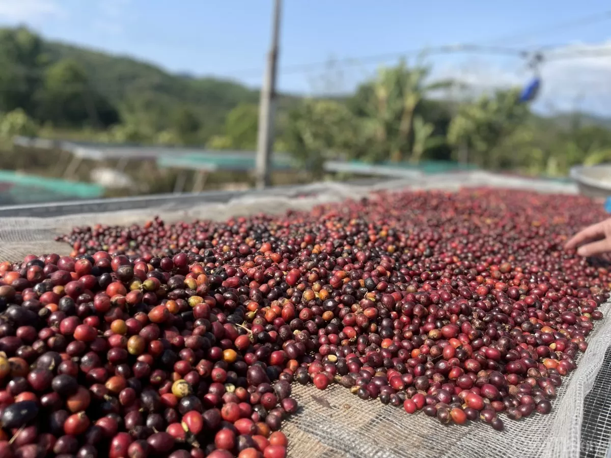 Kaffeepreis heute 27. November 2024: Inländischer Kaffeepreis erreicht neuen Rekord