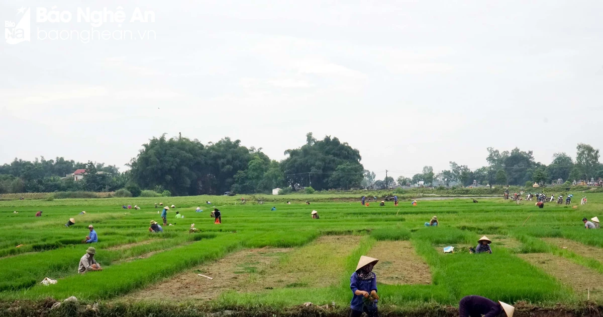 Khẩn trương sản xuất lúa vụ hè thu ở vùng chạy lụt Châu Nhân