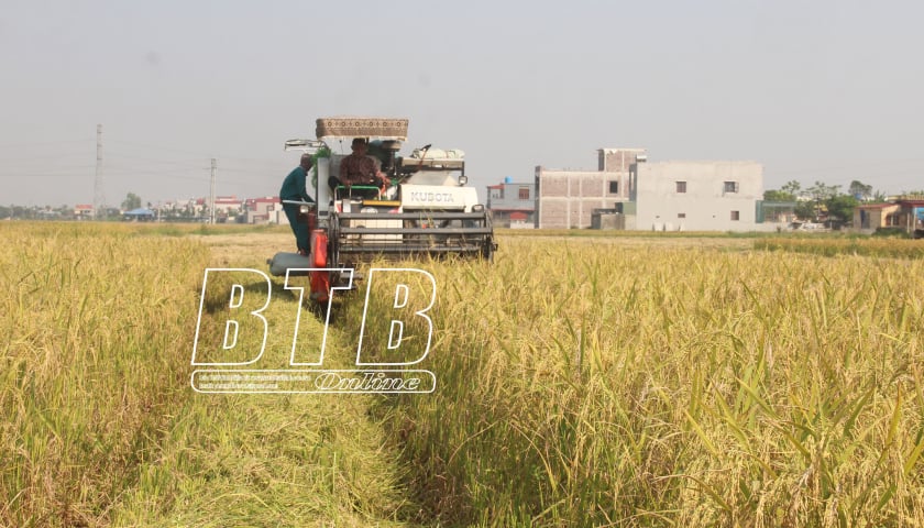 Focus on harvesting the winter rice crop