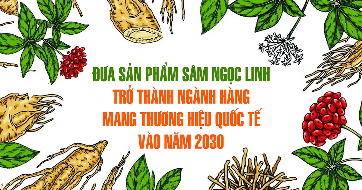 Đưa sản phẩm sâm Ngọc Linh trở thành ngành hàng mang thương hiệu quốc tế vào năm 2030