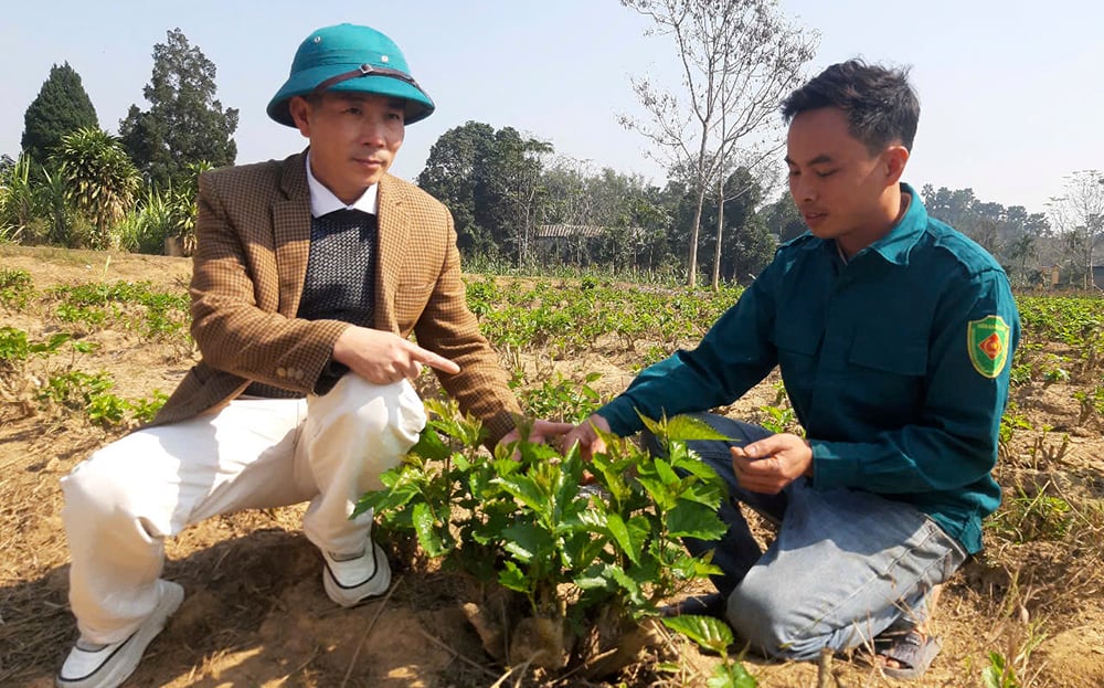 Thanh Thinh commune leaders inspect the newly replanted mulberry area after the natural disaster in village 1