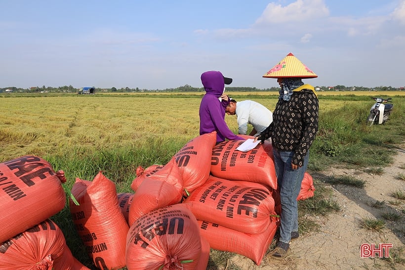 Summer-autumn rice prices increase, easy to sell, Ha Tinh farmers are happy