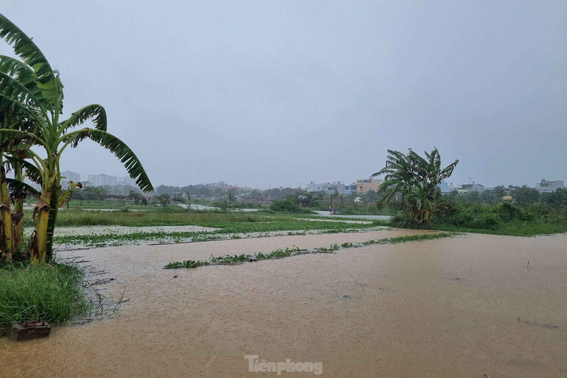 Nach anhaltendem Regen steht das größte Gemüseanbaugebiet in Da Nang unter Wasser. „Die Menschen können nicht rechtzeitig reagieren“, Foto 2.