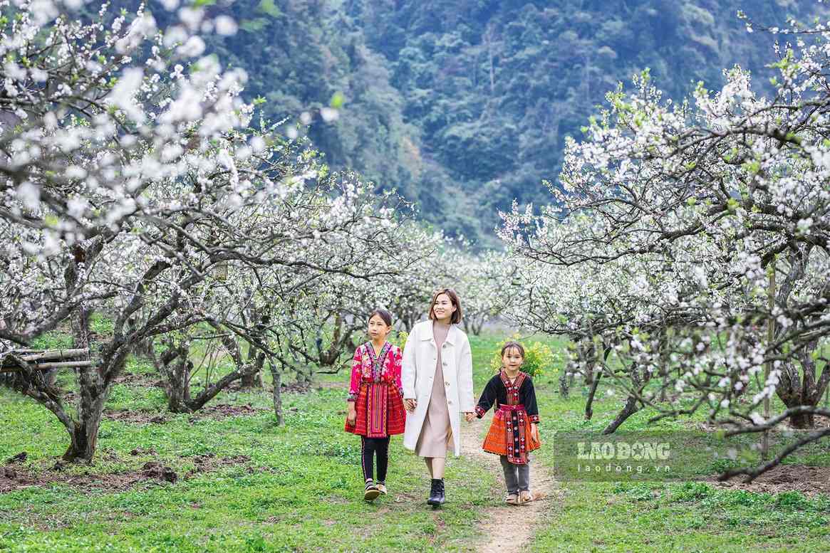 Touristen genießen den Frühling im weißen Pflaumengarten in Moc Chau, Son La. Foto: Thanh Dao