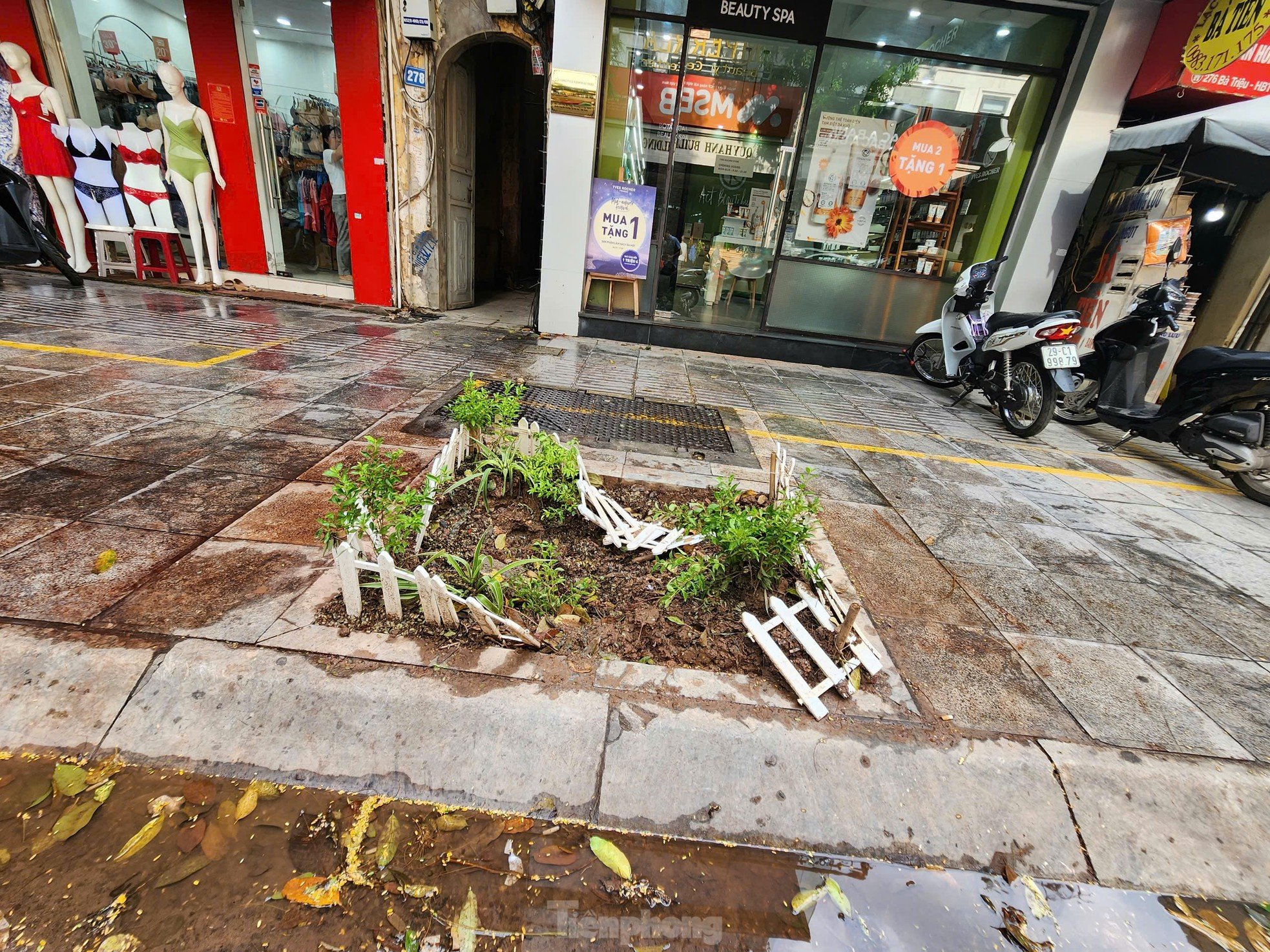 After cleaning up fallen trees, Hanoi begins to rebuild green space photo 9