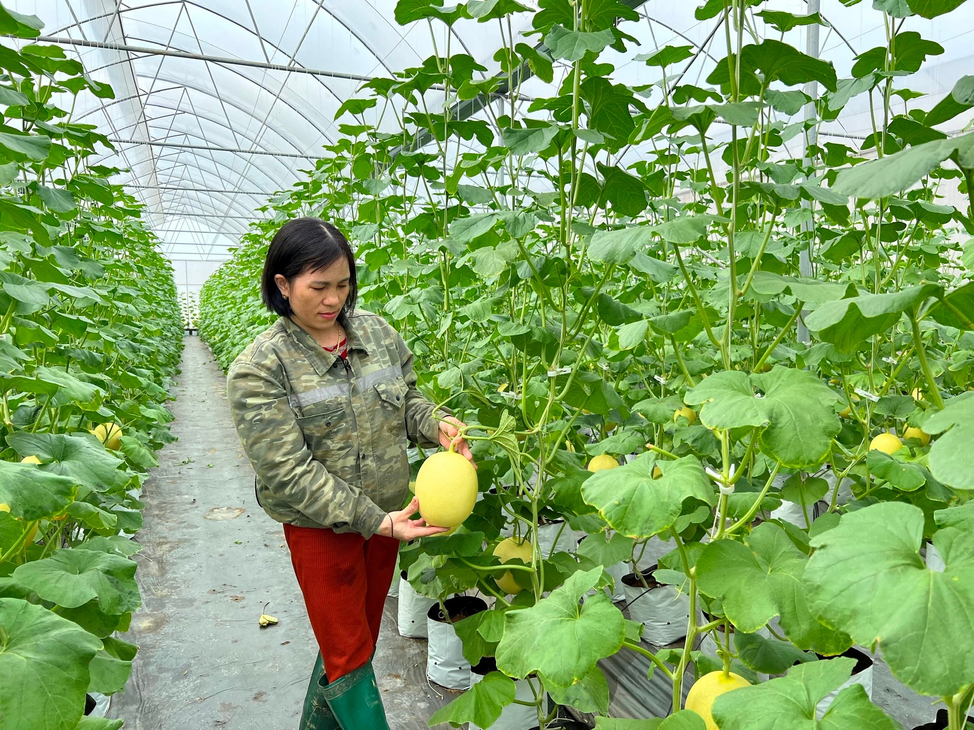 Los agricultores de Hai Duong continúan escribiendo el sueño de la agricultura de alta tecnología