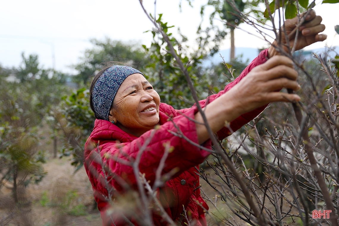 Pueblo de albaricoques amarillos en Ha Tinh durante la temporada del Tet, el más caro es de 30 millones de VND por árbol.