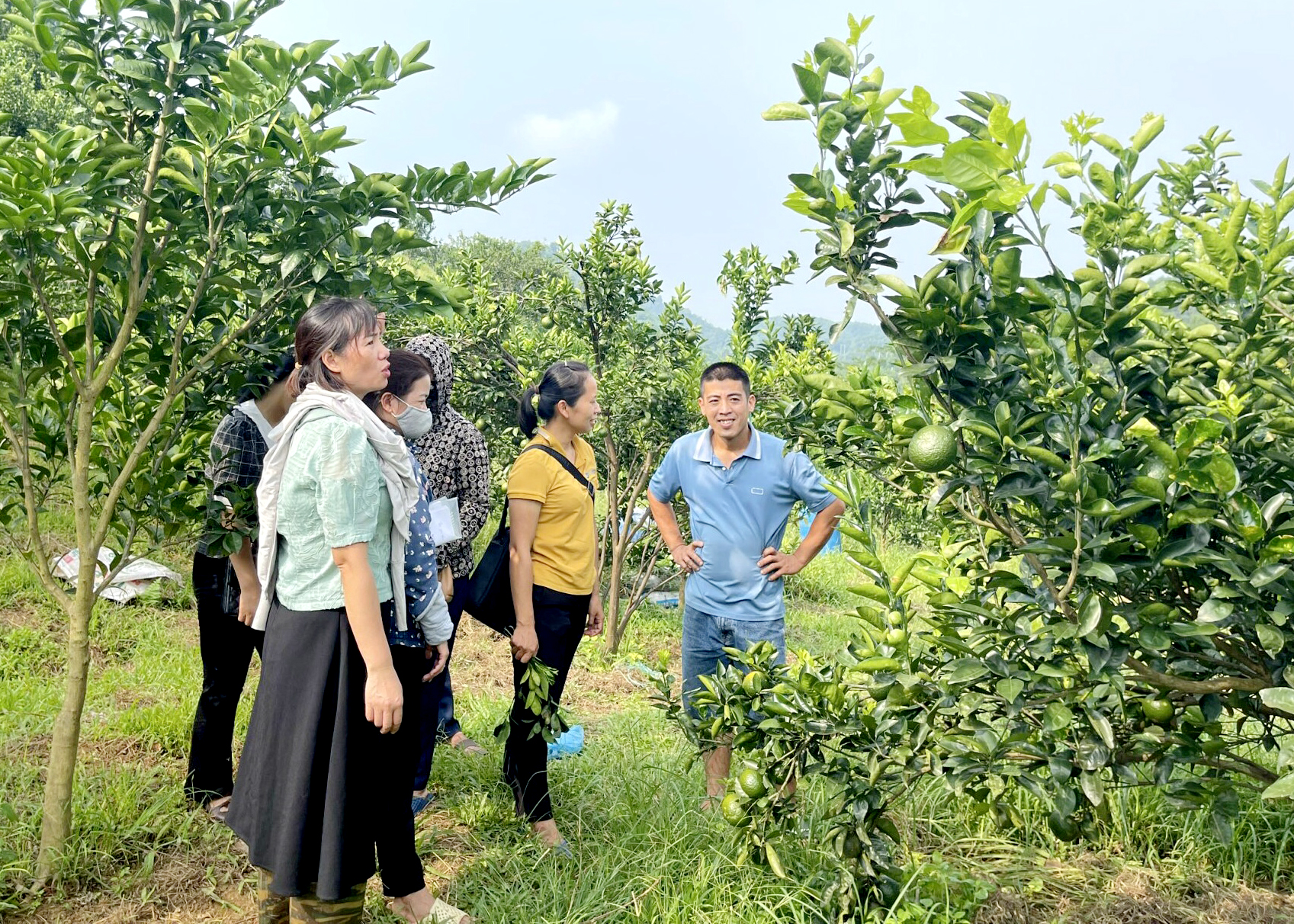 Schulung von Trainern zum integrierten Schädlingsmanagement (TOTIPM) an Orangenbäumen in Bac Quang.