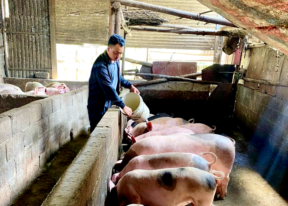 คุณวังหมีลู่ ดูแลหมู