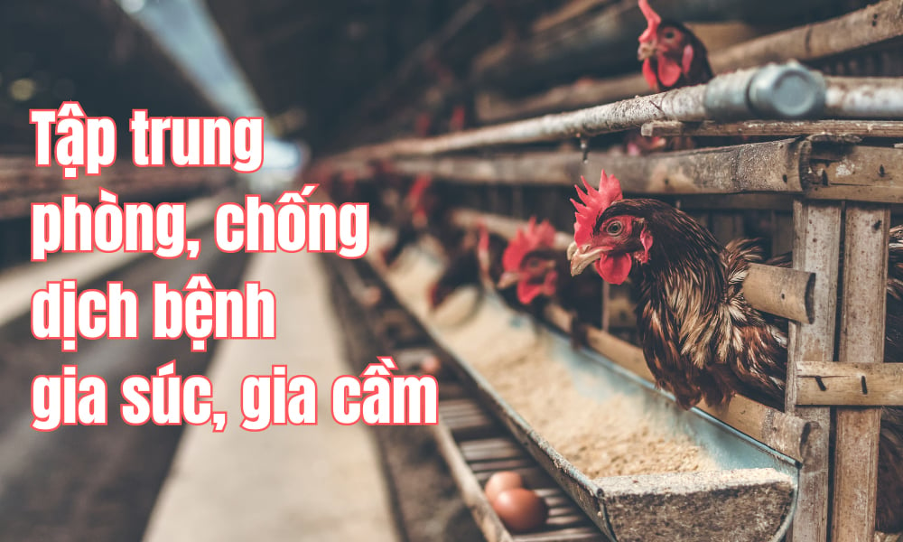 Thủ tướng chỉ đạo tập trung phòng, chống dịch bệnh gia súc, gia cầm