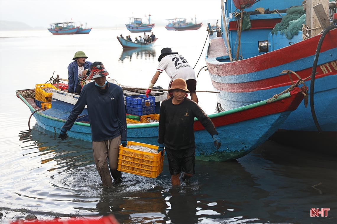 Ngư dân làng biển phía Nam Hà Tĩnh trúng đậm cá cơm