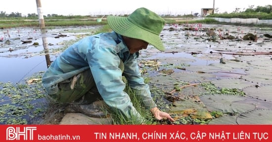 Nông dân huyện miền núi Hương Sơn chia sẻ kinh nghiệm nuôi ốc bươu đen