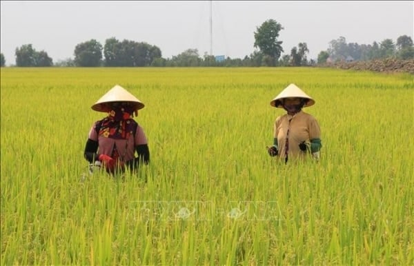 Giá lúa neo cao, giá gạo xuất khẩu ở mức cao