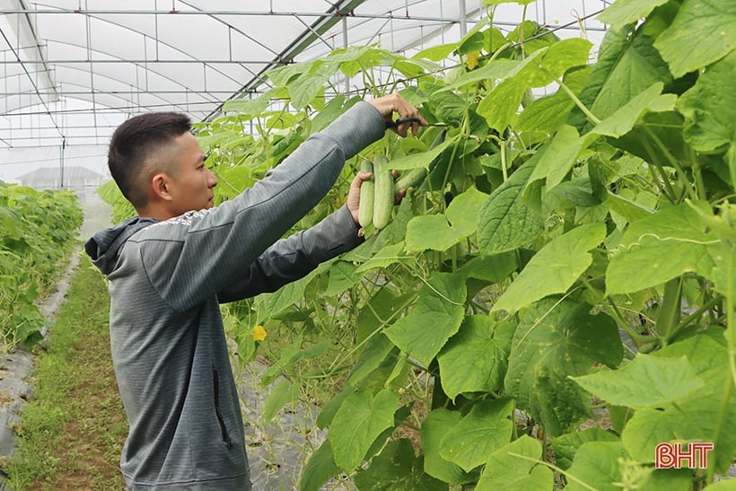 Las verduras y frutas tienen buenos precios y los agricultores de Ha Tinh producen activamente.