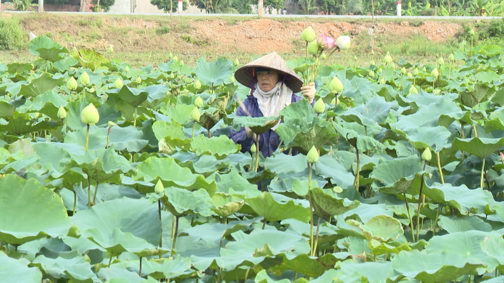 Thành viên HTX Thiên đường Thiên Mục Hoa (phường Hồng Phong, TP Đông Triều) nâng cao thu nhập nhờ trồng hoa sen. Ảnh: Minh Yến