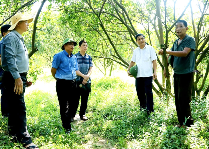 Leiter der Provinzbehörde für Anbau und Pflanzenschutz und Experten untersuchten Orangengärten mit gelben Blättern und verfaulten Wurzeln im Bezirk Bac Quang.