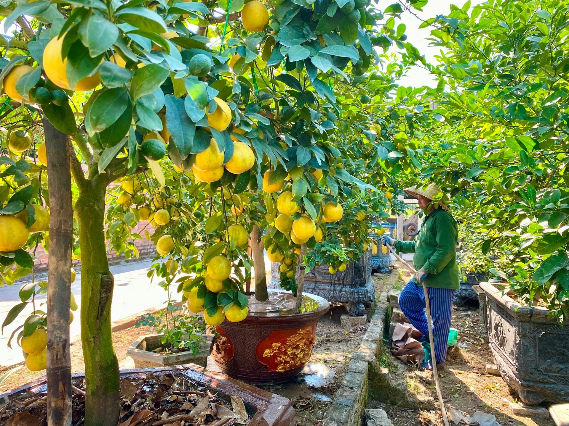 Un viejo agricultor de Thanh Ha cultiva limones ornamentales para venderlos en el Tet, 5 millones de dongs por árbol